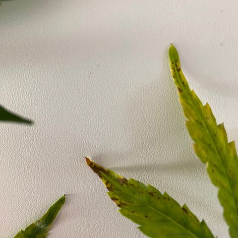 Green Gelato (Air-Pot) growlog photo: Срезал пару испорченных листьев. В целом все норм. 