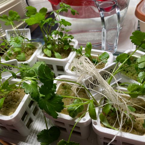 RDWC growlog photo: Решил попробовать корни на вкус;)) по вкусу как хрен, слегка острые) прикольные