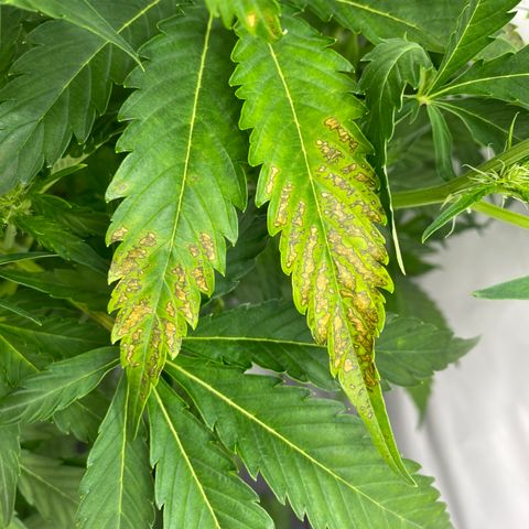 Green Gelato (DWC) growlog photo: Упс…