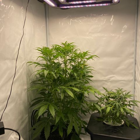 Green Gelato (DWC) growlog photo: Девочки растут…