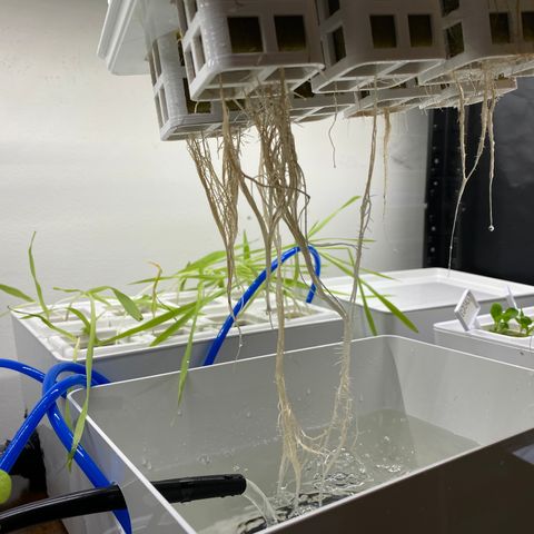 RDWC growlog photo: Ура) Запустил RDWC