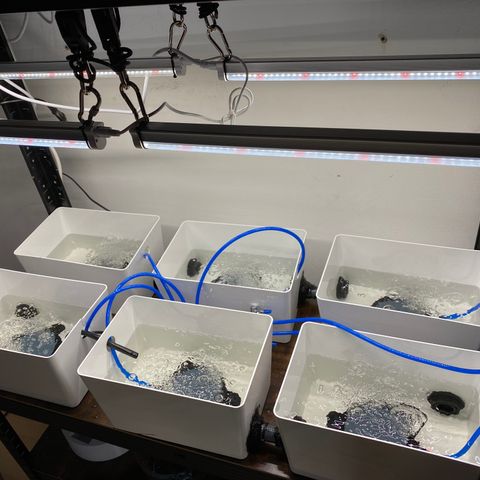 RDWC growlog photo: Соединил ящики Ikea Kuggis, засиликонил соединения