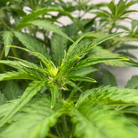 Green Gelato (Air-Pot) growlog timeline photo