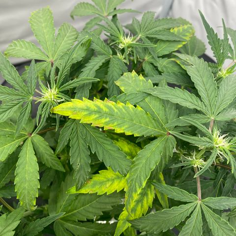 Green Gelato (Air-Pot) growlog timeline photo