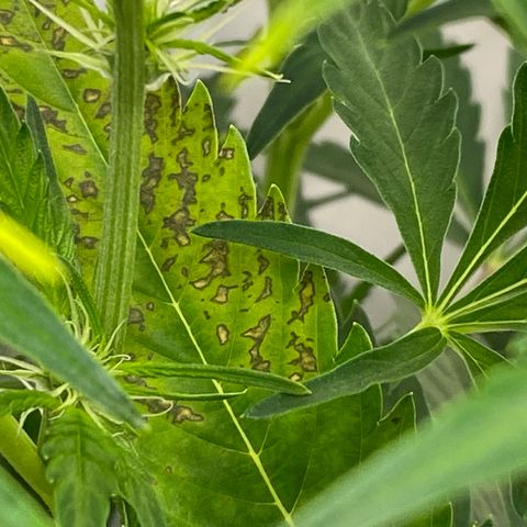 Green Gelato (Air-Pot) growlog timeline photo