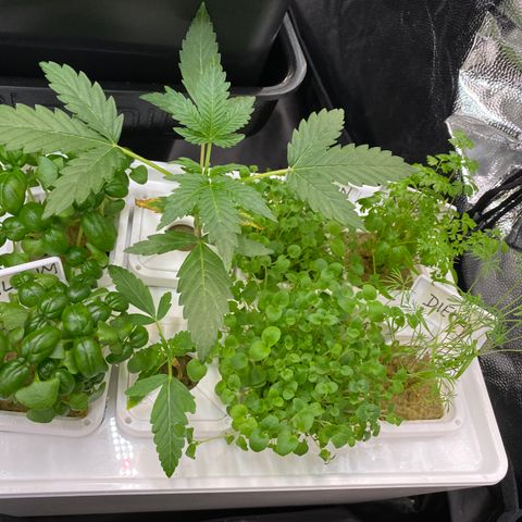 RDWC growlog timeline photo