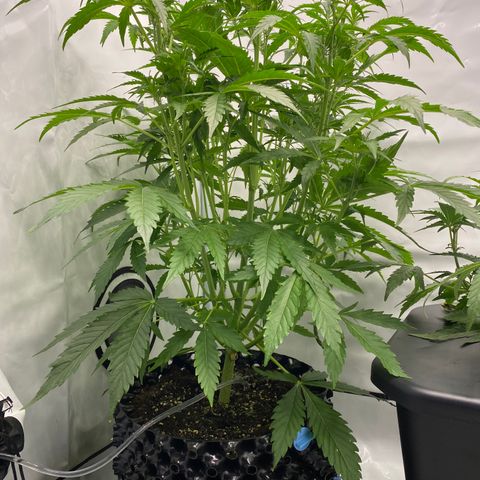 Green Gelato (Air-Pot) growlog timeline photo
