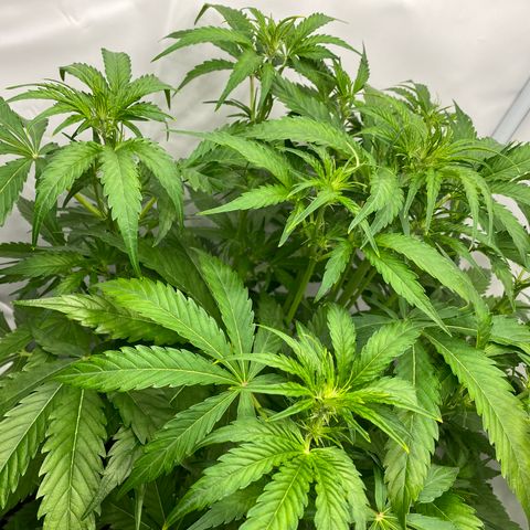 Green Gelato (Air-Pot) growlog timeline photo