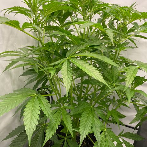 Green Gelato (Air-Pot) growlog timeline photo