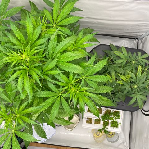 Green Gelato (Air-Pot) growlog timeline photo