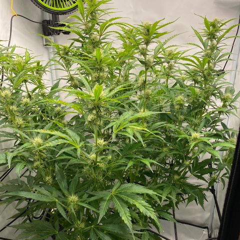 Green Gelato (Air-Pot) growlog timeline photo