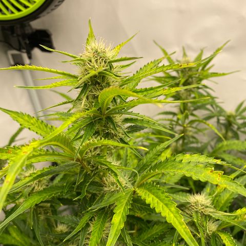 Green Gelato (Air-Pot) growlog timeline photo