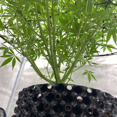 Green Gelato (Air-Pot) growlog timeline photo