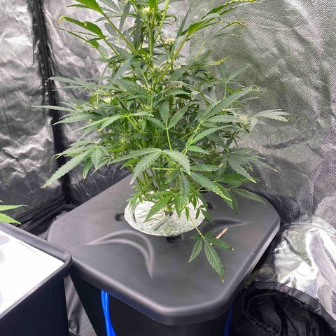 Green Gelato (DWC) growlog timeline photo