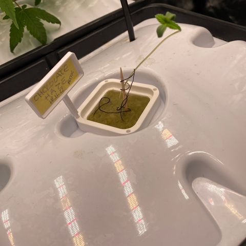 Chocolate Haze  growlog timeline photo