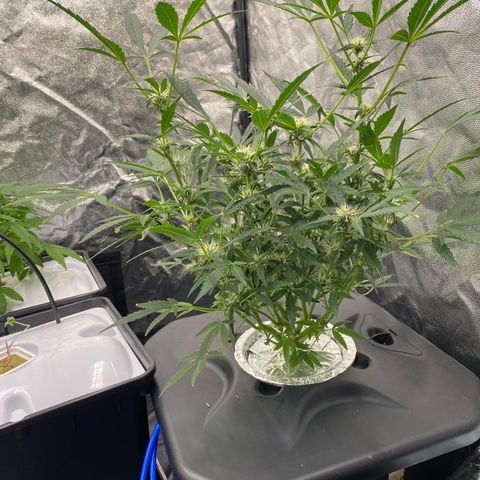 Green Gelato (DWC) growlog timeline photo