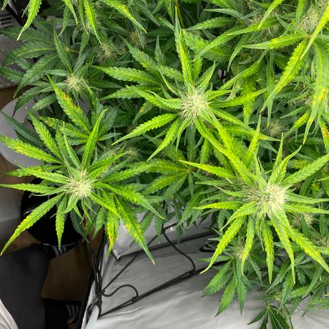 Green Gelato (Air-Pot) growlog timeline photo
