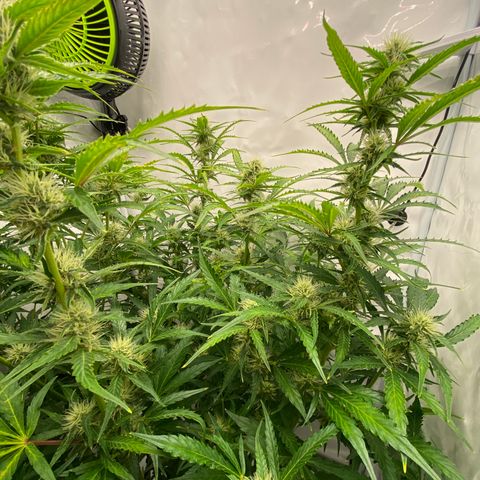 Green Gelato (Air-Pot) growlog timeline photo