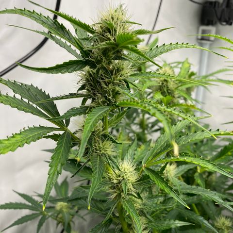 Green Gelato (Air-Pot) growlog timeline photo