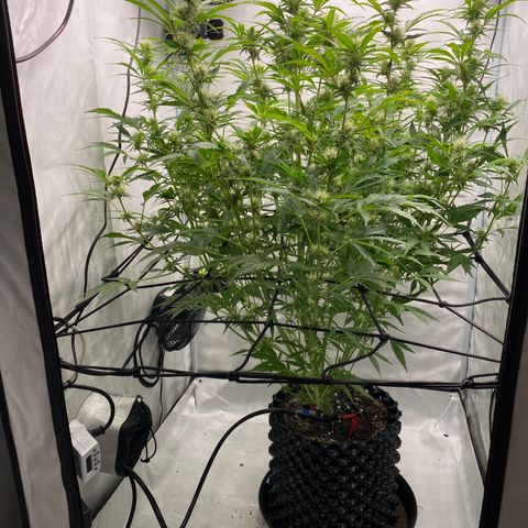 Green Gelato (Air-Pot) growlog timeline photo