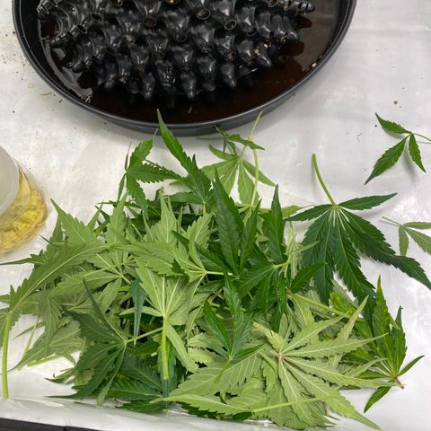 Green Gelato (Air-Pot) growlog photo: Подрезал листья