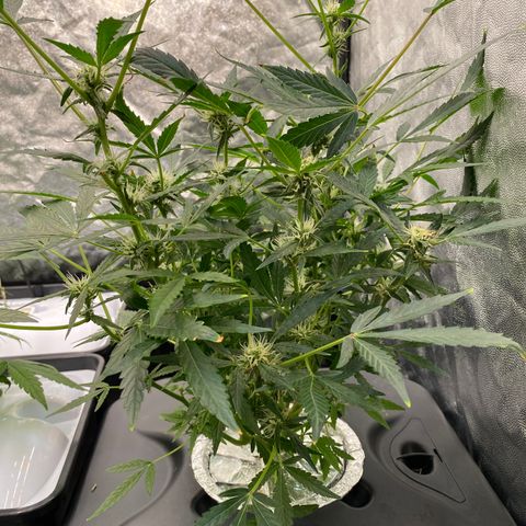 Green Gelato (DWC) growlog timeline photo