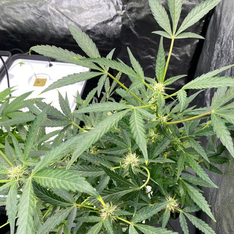 Green Gelato (DWC) growlog timeline photo