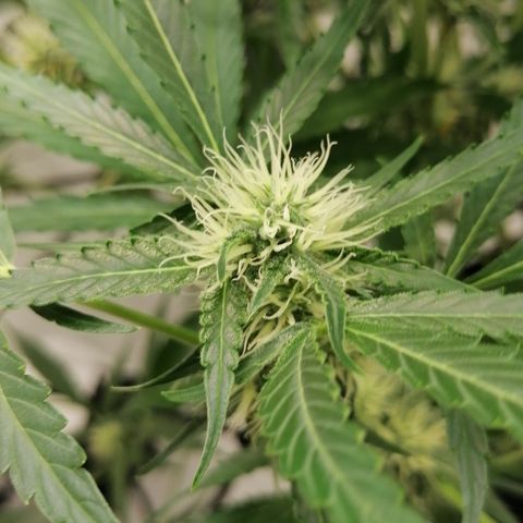 Green Gelato (Air-Pot) growlog timeline photo