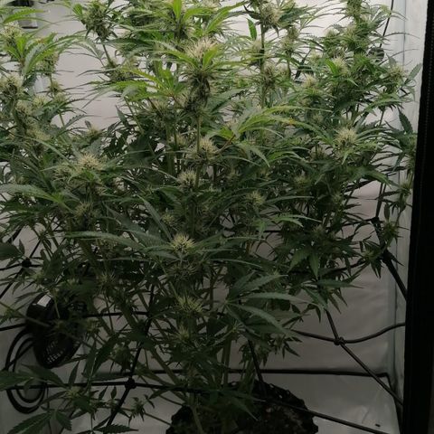 Green Gelato (Air-Pot) growlog timeline photo