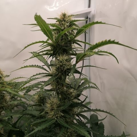 Green Gelato (Air-Pot) growlog timeline photo