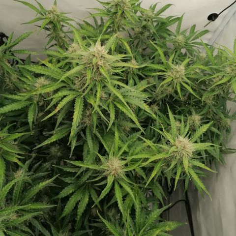 Green Gelato (Air-Pot) growlog timeline photo