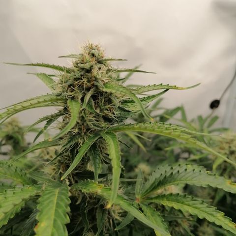 Green Gelato (Air-Pot) growlog timeline photo