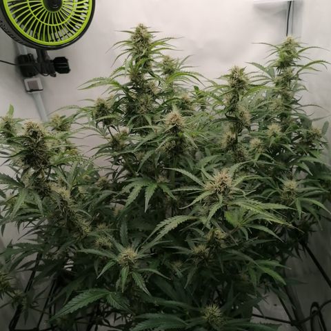 Green Gelato (Air-Pot) growlog timeline photo