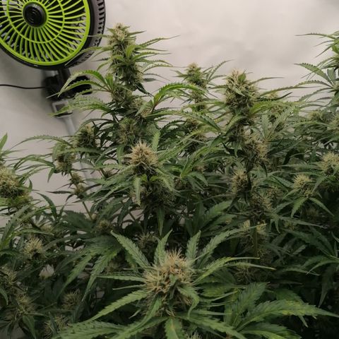 Green Gelato (Air-Pot) growlog timeline photo