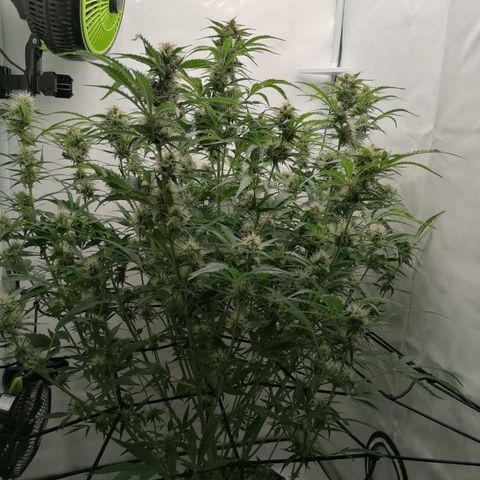 Green Gelato (Air-Pot) growlog timeline photo