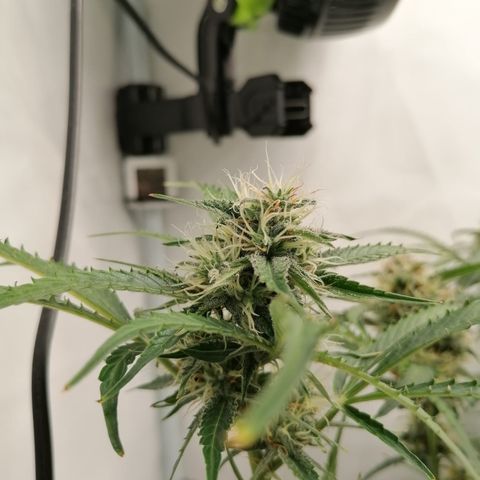 Green Gelato (Air-Pot) growlog timeline photo