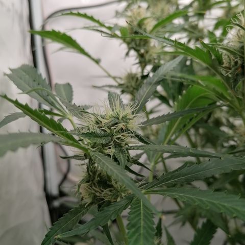 Green Gelato (Air-Pot) growlog timeline photo