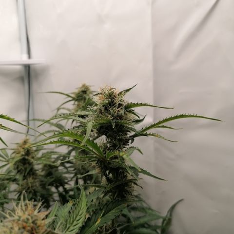 Green Gelato (Air-Pot) growlog timeline photo