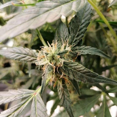 Green Gelato (DWC) growlog timeline photo