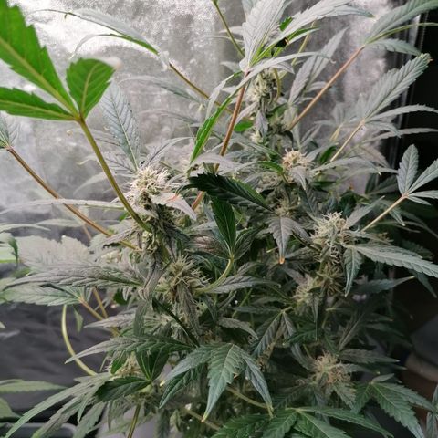 Green Gelato (DWC) growlog timeline photo
