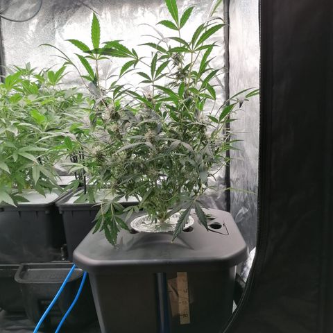 Green Gelato (DWC) growlog timeline photo
