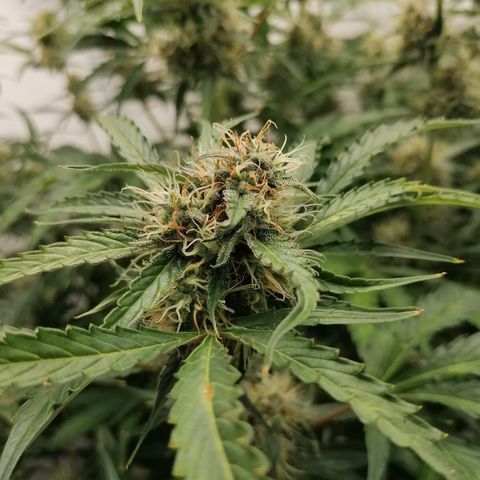 Green Gelato (Air-Pot) growlog timeline photo