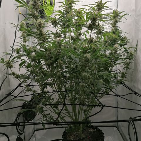 Green Gelato (Air-Pot) growlog timeline photo