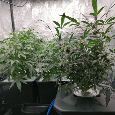 Green Gelato (Air-Pot) growlog timeline photo