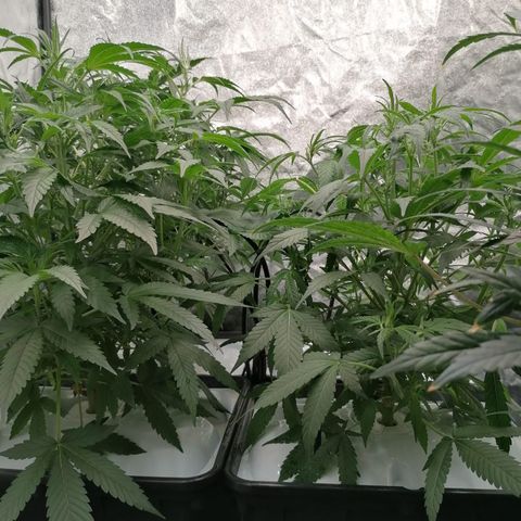 Green Gelato (Air-Pot) growlog timeline photo