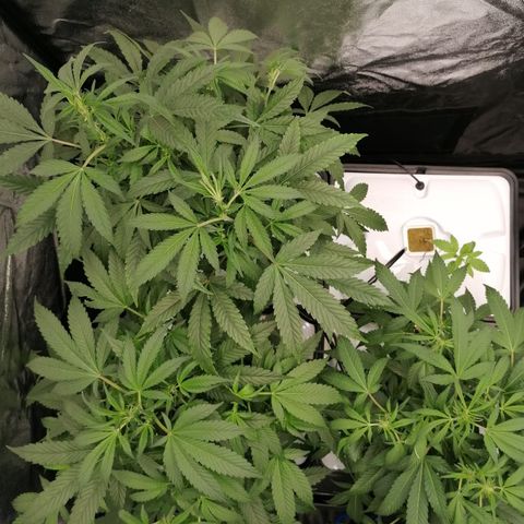 Green Gelato (Air-Pot) growlog timeline photo