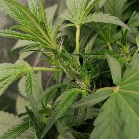 Green Gelato (Air-Pot) growlog timeline photo