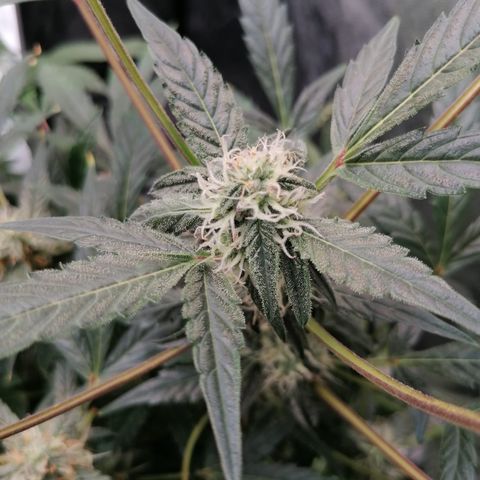 Green Gelato (DWC) growlog timeline photo