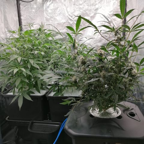 Green Gelato (DWC) growlog timeline photo