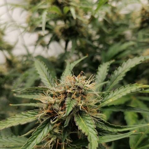 Green Gelato (Air-Pot) growlog timeline photo